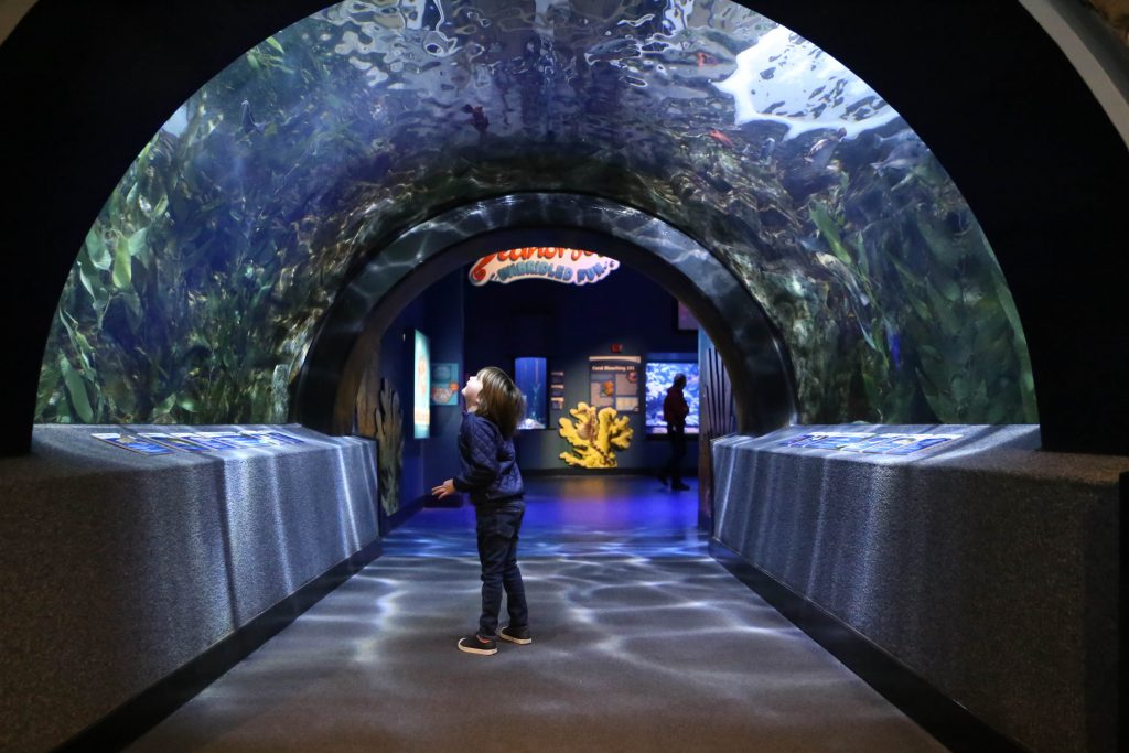 Newport-Aquarium-1-2019-3-1024x683 (1)